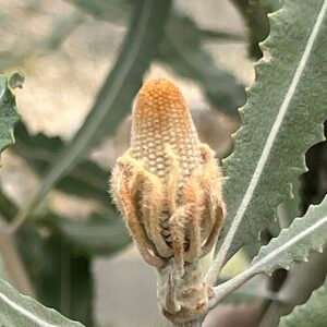 Rijpe Banksia menziesii kegels op een tak.