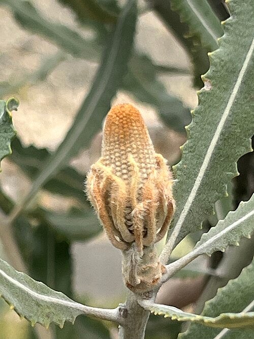 Rijpe Banksia menziesii kegels op een tak.