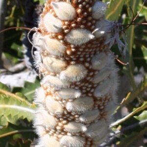 Jonge Banksia prionotes zaaddozen op tak.
