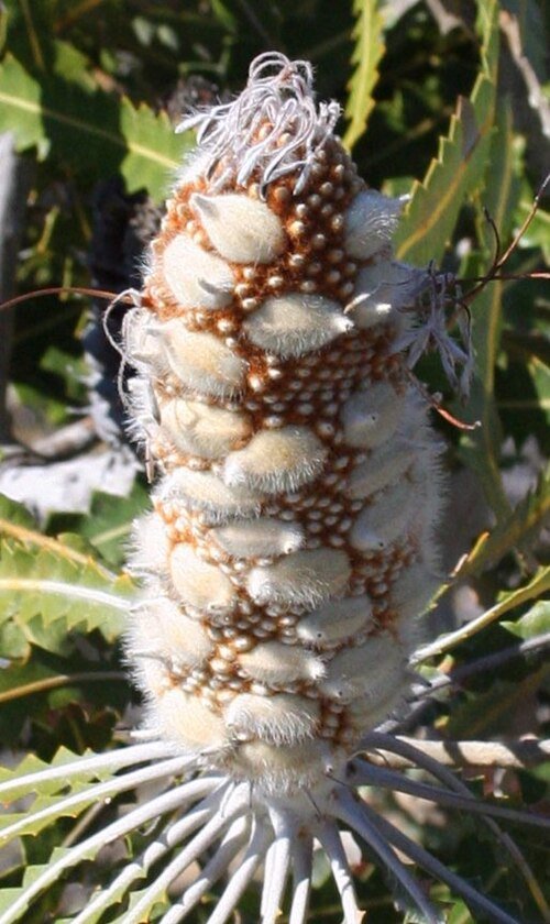 Jonge Banksia prionotes zaaddozen op tak.