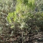 Banksia seminuda bloeiwijze in Leaning Pine Arboretum.