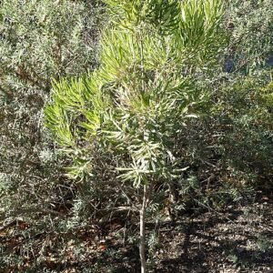 Banksia seminuda bloeiwijze in Leaning Pine Arboretum.