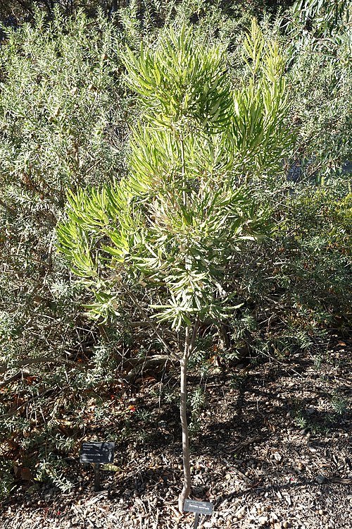 Banksia seminuda bloeiwijze in Leaning Pine Arboretum.