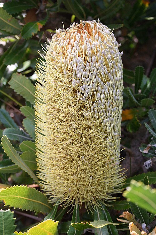 Banksia serrata bloem op kleigrond.