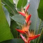 Rode en gele Heliconia bloem met groene bladeren op tropische achtergrond.