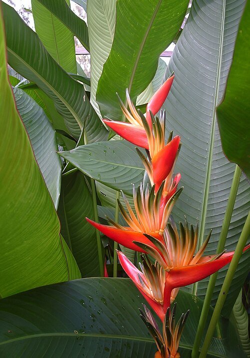 Rode en gele Heliconia bloem met groene bladeren op tropische achtergrond.