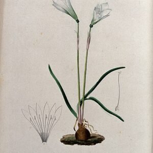 Zephyranthes tubispatha bloeiende plant met witte bloemen.