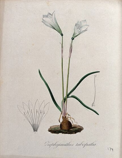 Zephyranthes tubispatha bloeiende plant met witte bloemen.