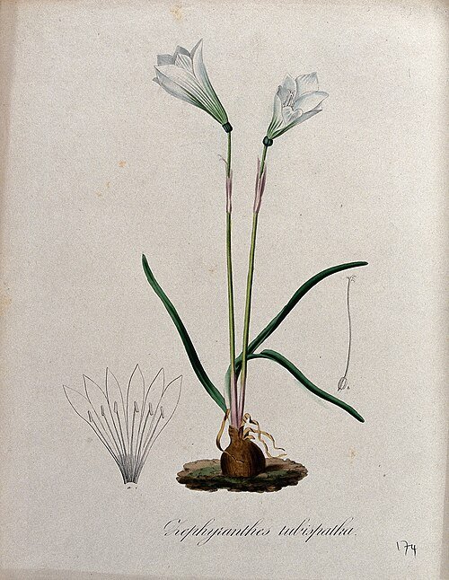 Zephyranthes tubispatha bloeiende plant met witte bloemen.