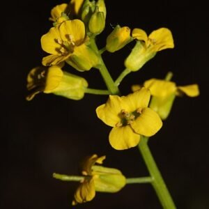 Orthoceras fossiel op donkere achtergrond.