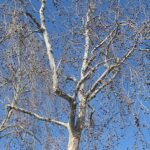 Blote Platanus racemosa boom in close-up.