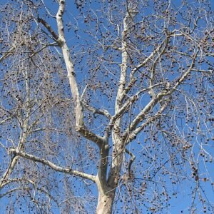 Blote Platanus racemosa boom in close-up.