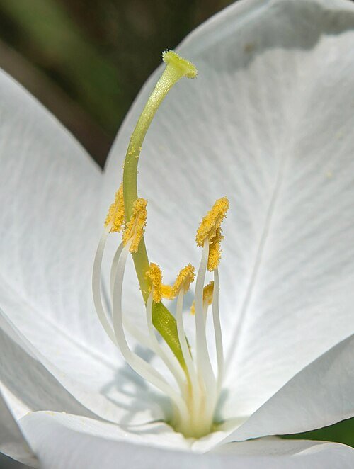 Bloeiende paarse Bauhinia acuminata boomtak met bladeren en bloemen.