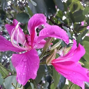 Bloeiende paarse Bauhinia purpurea boomtak met bloemen en bladeren.