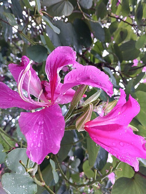 Bloeiende paarse Bauhinia purpurea boomtak met bloemen en bladeren.