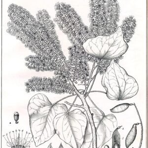 Prachtige bloeiende Bauhinia syringifolia boom in volle bloei.