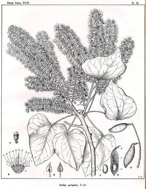 Prachtige bloeiende Bauhinia syringifolia boom in volle bloei.