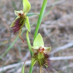 Purple Calochilus paludosus orchid bloom on natural background.