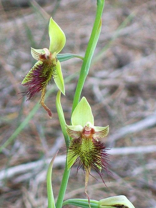 Purple Calochilus paludosus orchid bloom on natural background.