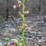 Paarse Calochilus orchidee met behaarde kelk en groene bladeren.