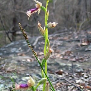 Paarse Calochilus orchidee met behaarde kelk en groene bladeren.