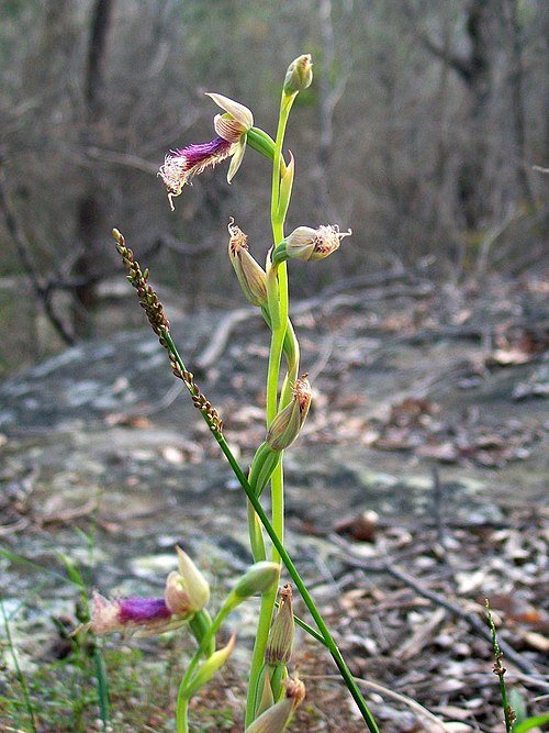 Paarse Calochilus orchidee met behaarde kelk en groene bladeren.