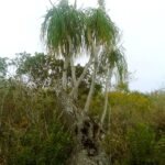 Beaucarnea recurvata plant in Llera, Tamaulipas, Mexico.