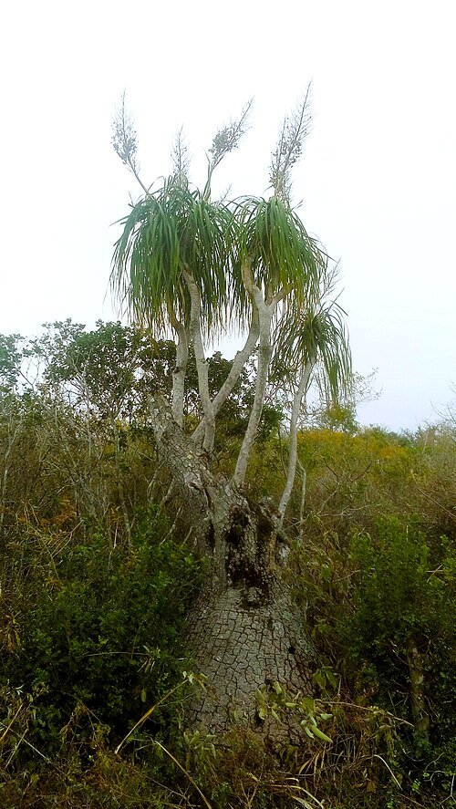 Beaucarnea recurvata plant in Llera, Tamaulipas, Mexico.