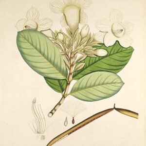 Witte bloemen van Beaumontia grandiflora in close-up.