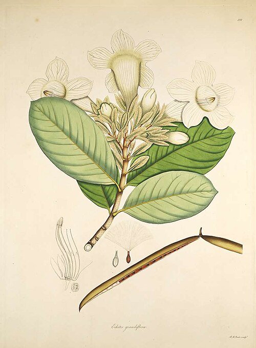 Witte bloemen van Beaumontia grandiflora in close-up.