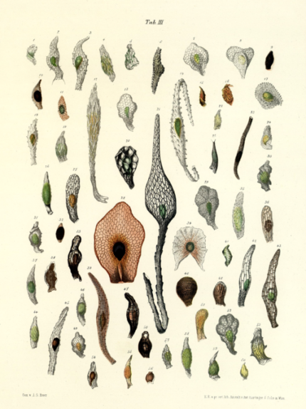Illustratie van Gongora bufonia orchidee bloem in botanische stijl.