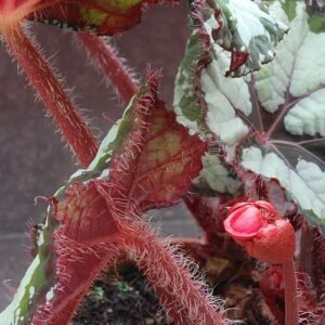 Begonia Rex hybride plantblad met opvallende patronen en kleuren.