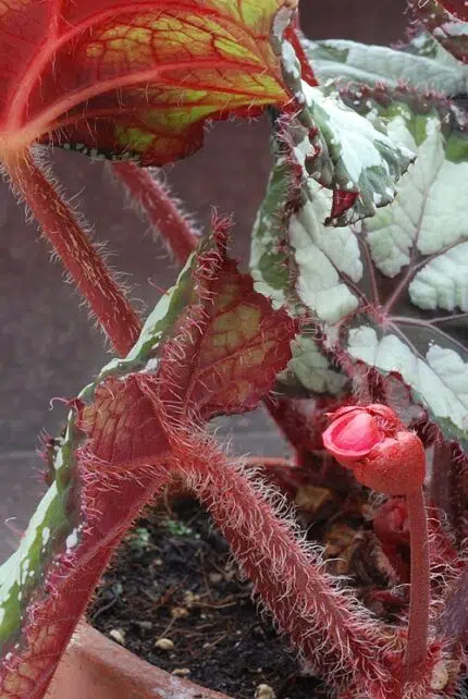 Begonia Rex hybride plantblad met opvallende patronen en kleuren.