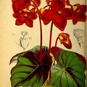 Begonia davisii plant with vibrant green leaves and pink flowers.