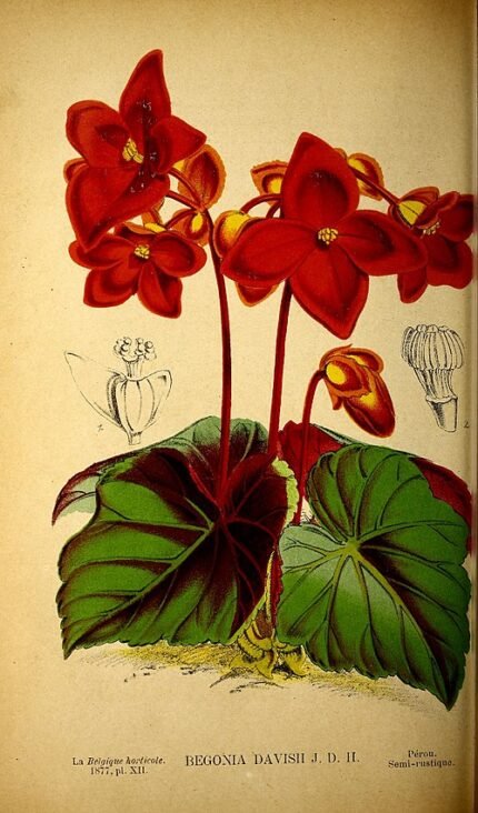 Begonia davisii plant with vibrant green leaves and pink flowers.