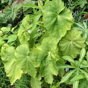 Begonia emeiensis plant met groen blad en roze bloemen.
