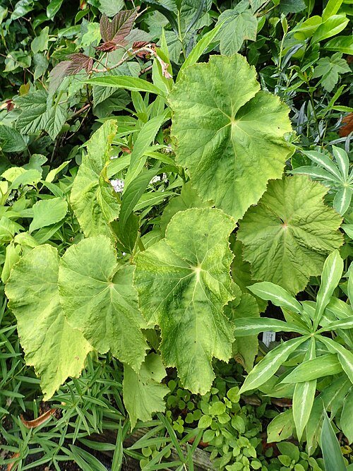 Begonia emeiensis plant met groen blad en roze bloemen.