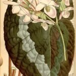 Prachtige Begonia rex plant met unieke bladeren in verschillende tinten groen en paars.