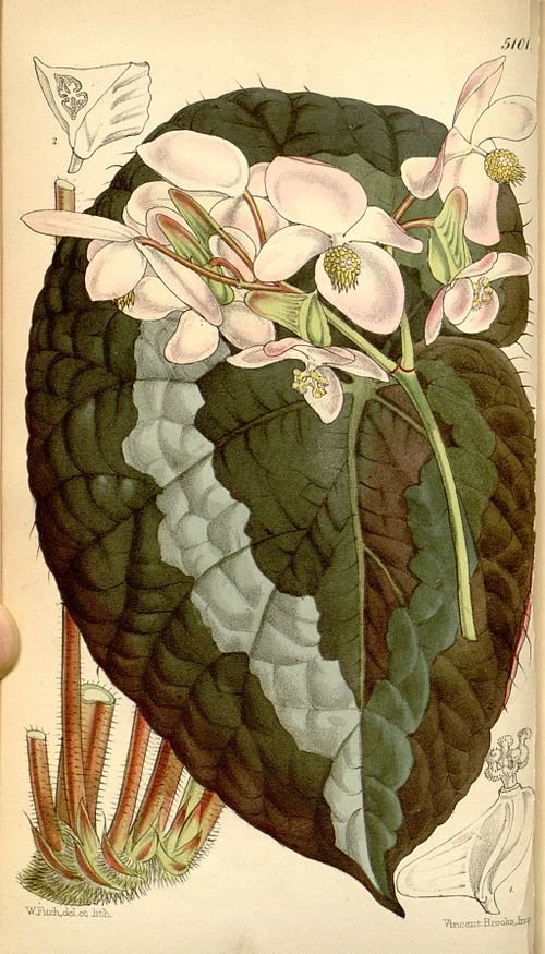 Prachtige Begonia rex plant met unieke bladeren in verschillende tinten groen en paars.