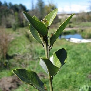 Close-up van Beilschmiedia berteroana bladeren in natuurlijke omgeving.