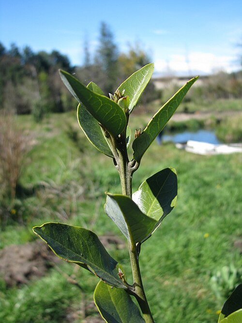Close-up van Beilschmiedia berteroana bladeren in natuurlijke omgeving.