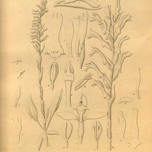 Beloglottis costaricensis orchidee illustratie uit 1874.