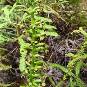 Witte Benthamia latifolia orchidee bloem in close-up.