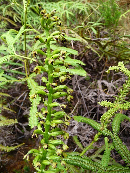 Witte Benthamia latifolia orchidee bloem in close-up.