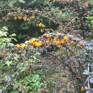 Berberis darwinii struik met donkergroene bladeren en feloranje bloemen.