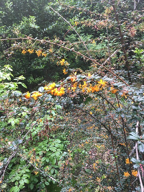 Berberis darwinii struik met donkergroene bladeren en feloranje bloemen.