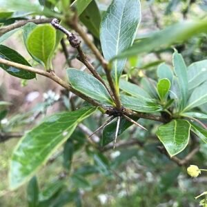 Berberis laurina struik met glanzende groene bladeren en rode bessen.