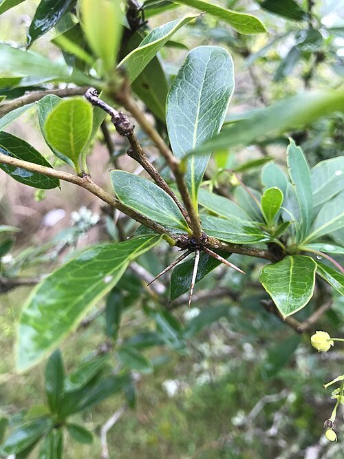 Berberis laurina struik met glanzende groene bladeren en rode bessen.