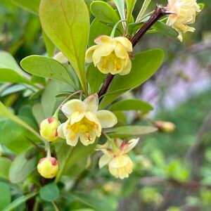 Berberis struik met groene bladeren en rode bessen in de winter.