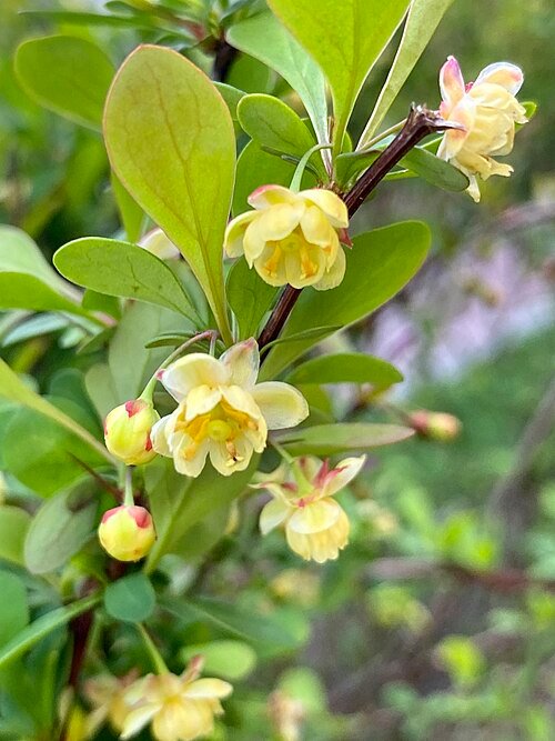 Berberis struik met groene bladeren en rode bessen in de winter.